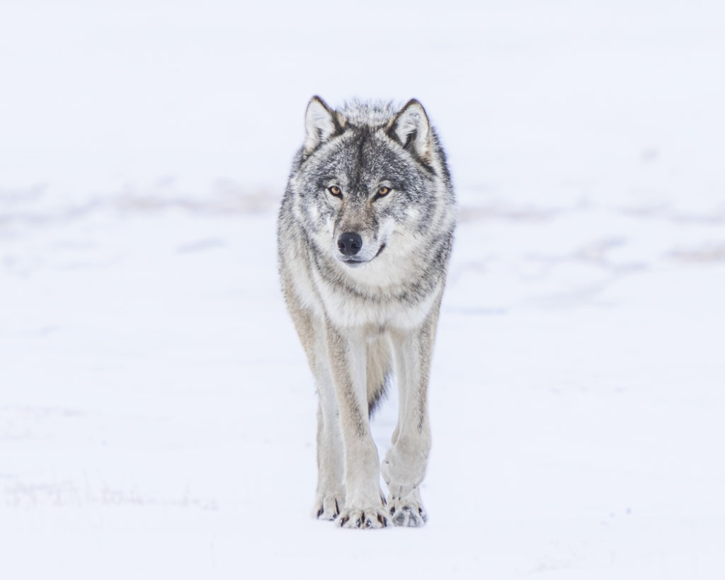 Wolf approaching in snow_Jad Davenport_National Geographic