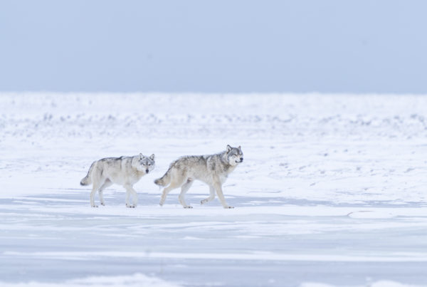 Wolves approaching in snow_Jad Davenport_National Geographic