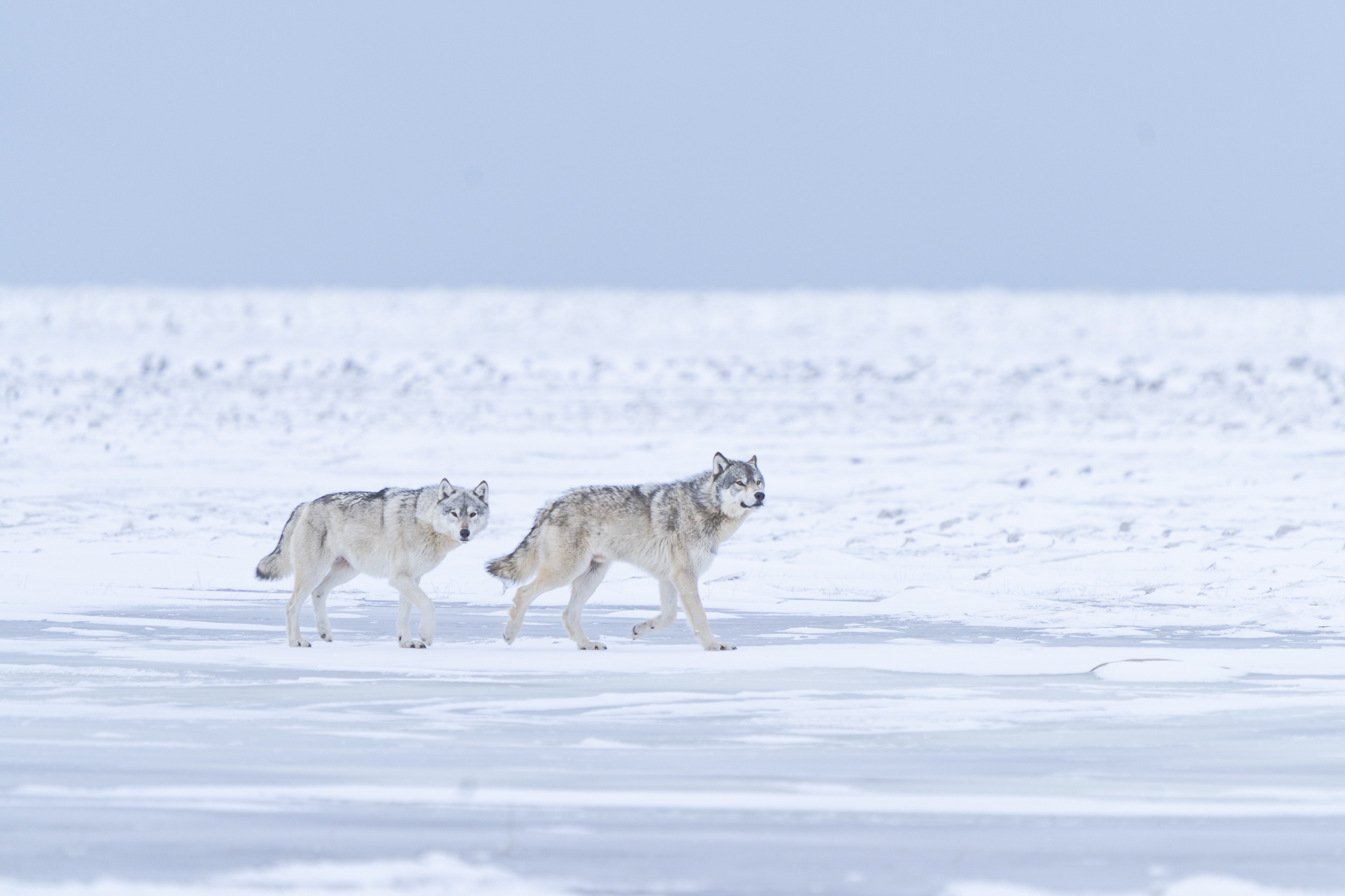 The Wolves of Nanuk