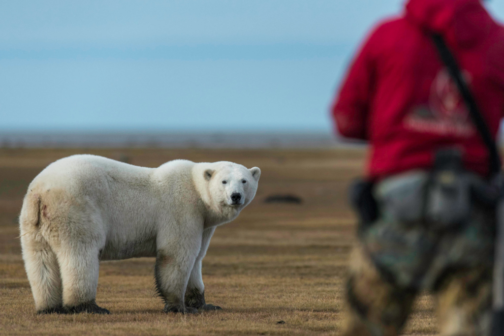 Andy Macpherson talking to a polar bear at Nanuk Polar Bear Lodge. Jad Davenport photo.