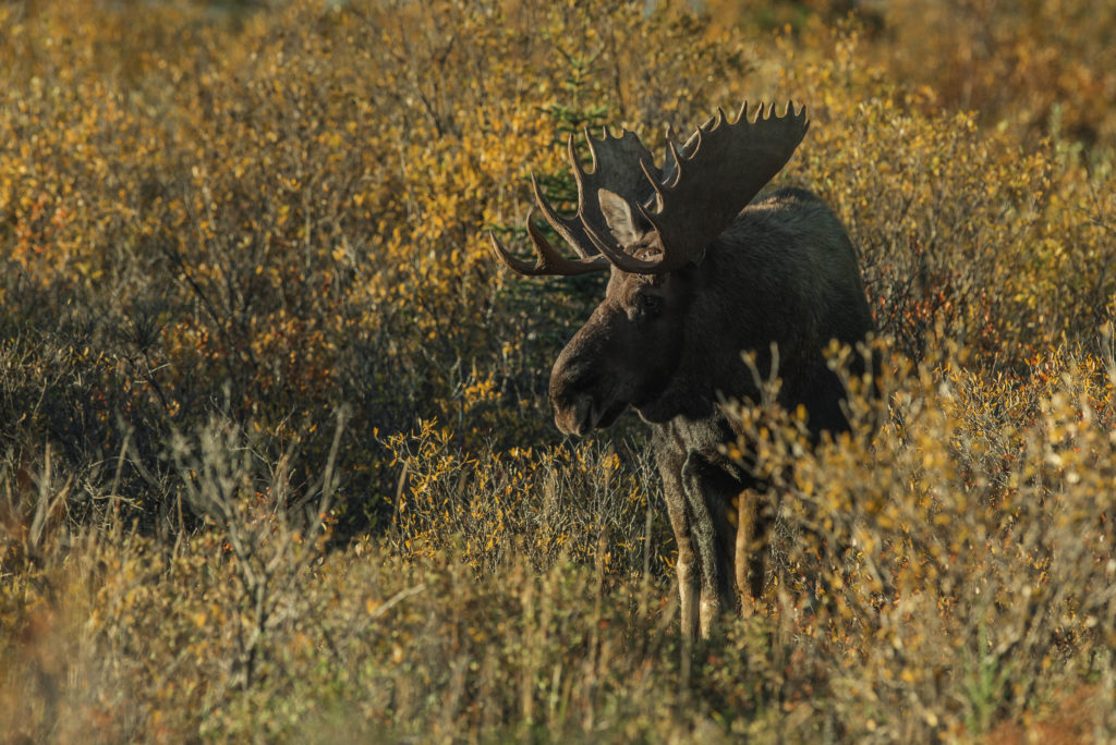 Moose_Courtesy of Churchill Wild, photo by Jad Davenport