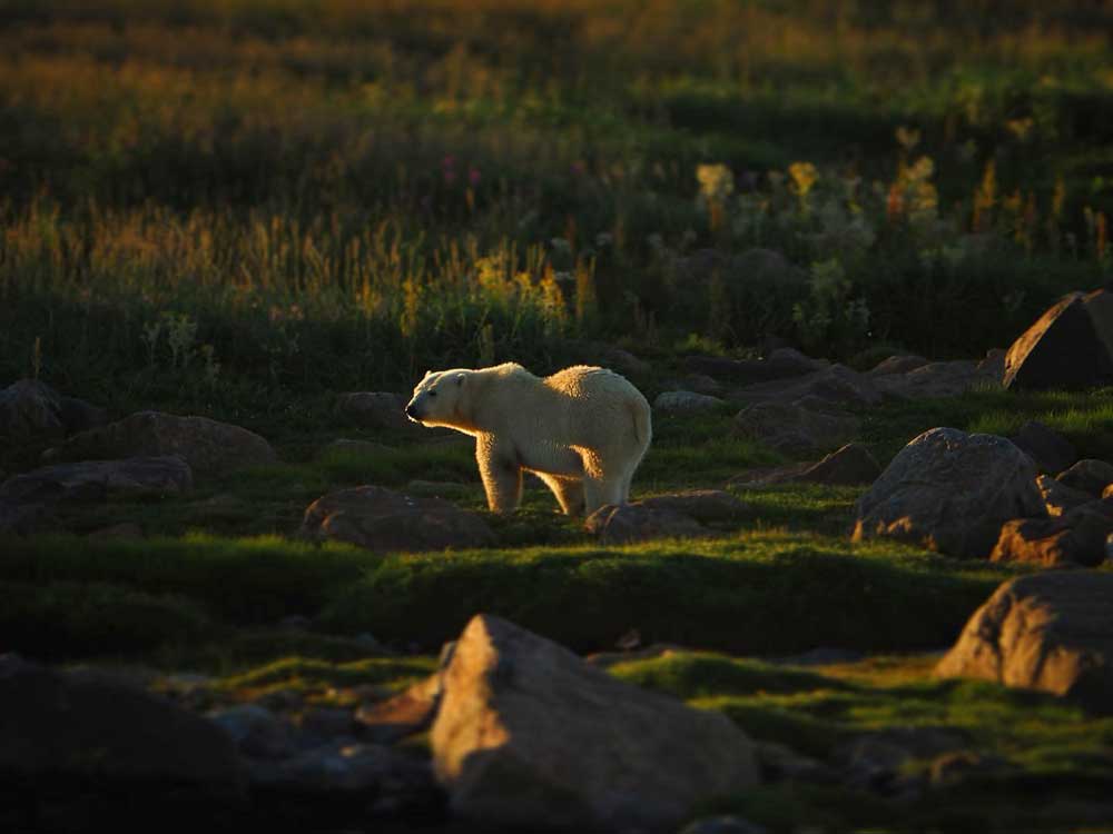 Sun sets on a polar bear at Seal River Heritage Lodge. Jody Steeves photo.