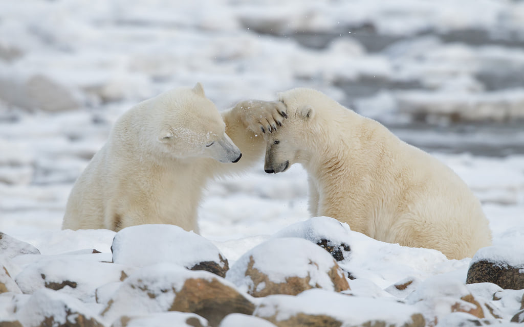 Polar bear friends. Seal River Heritage Lodge. Charles Glatzer photo.