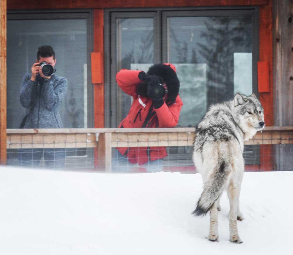 Wolf at the window. Nanuk Polar Bear Lodge. Jad Davenport photo.