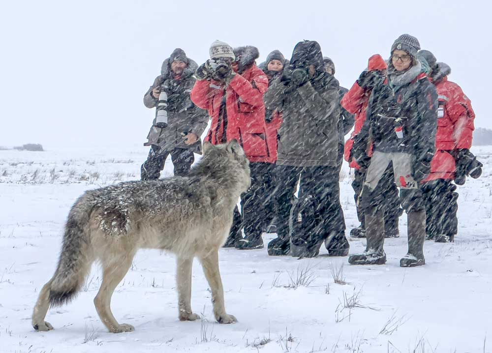 Cloud wolf meets guests at Nanuk Polar Bear Lodge. Kim Yan photo.