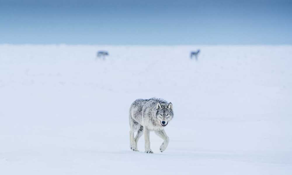 Cloud wolf approaches on the ice at Nanuk. Robert Annis photo.