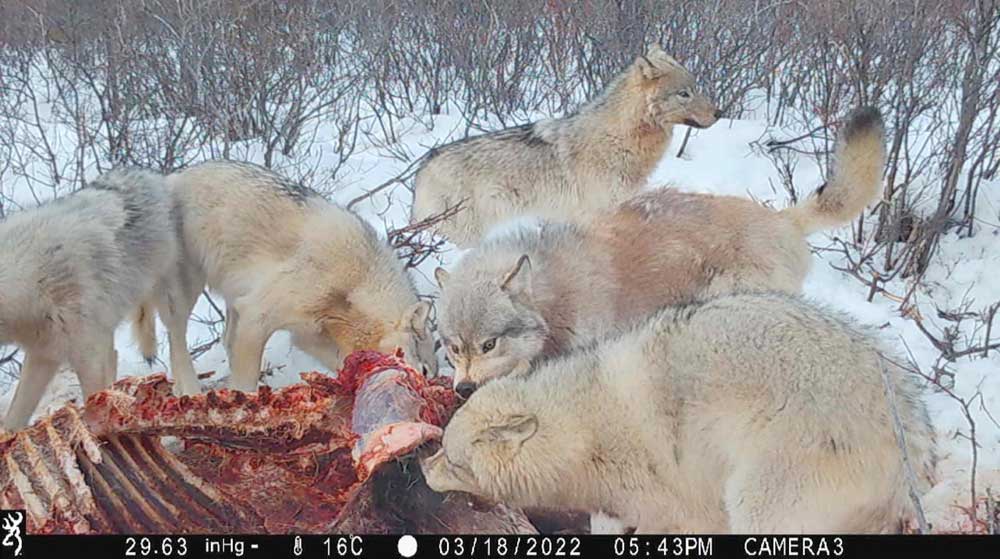 Trail cam. Cloud wolves at moose kill. Nanuk Polar Bear Lodge.