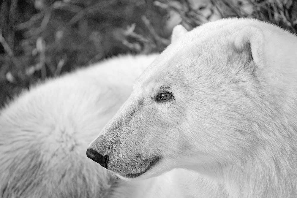Polar bear thinking about the future. Robert Postma photo. Seal River Heritage Lodge.