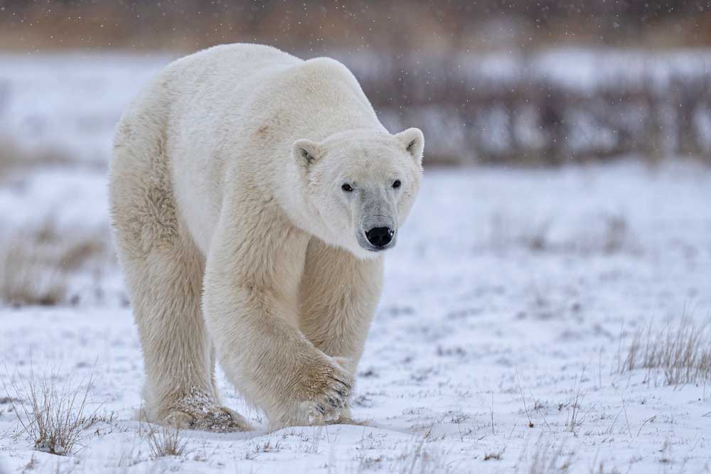 Polar bear walking in light snow Nanuk Polar Bear Lodge. Fabienne Jansen photo.