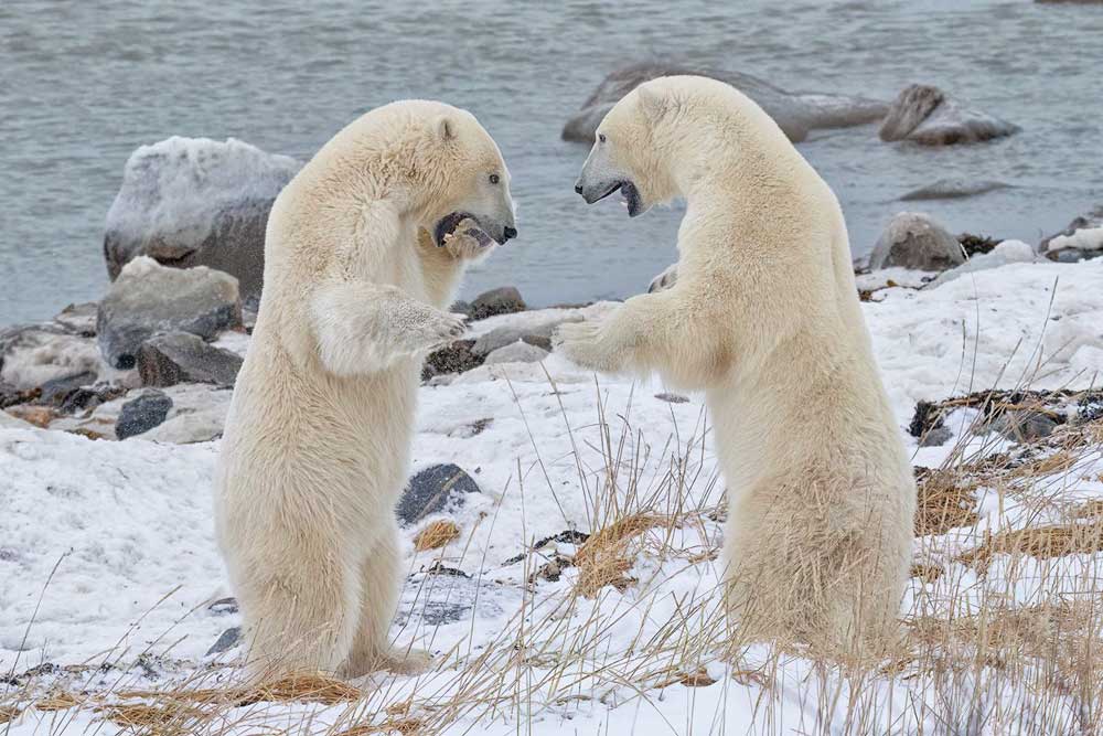 Polar bears sparring at Seal River Heritage Lodge. Robert Postma photo.