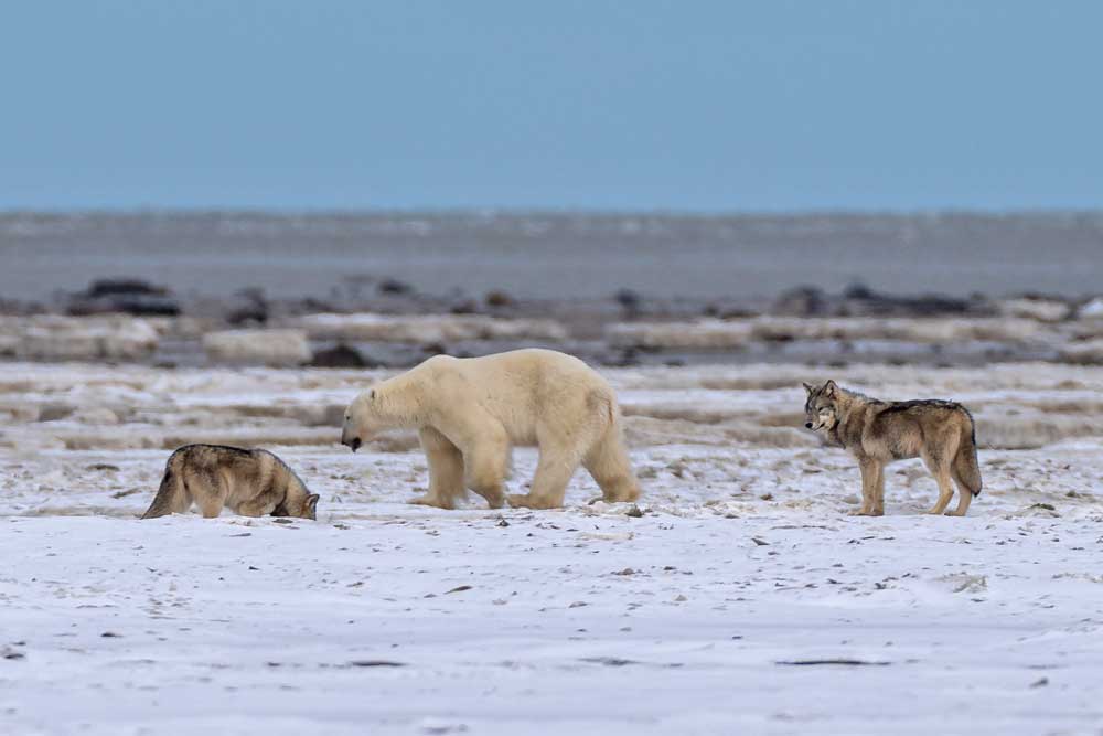 Polar bears and wolves at Nanuk Polar Bear Lodge. Christoph Jansen / ArcticWild.net photo.