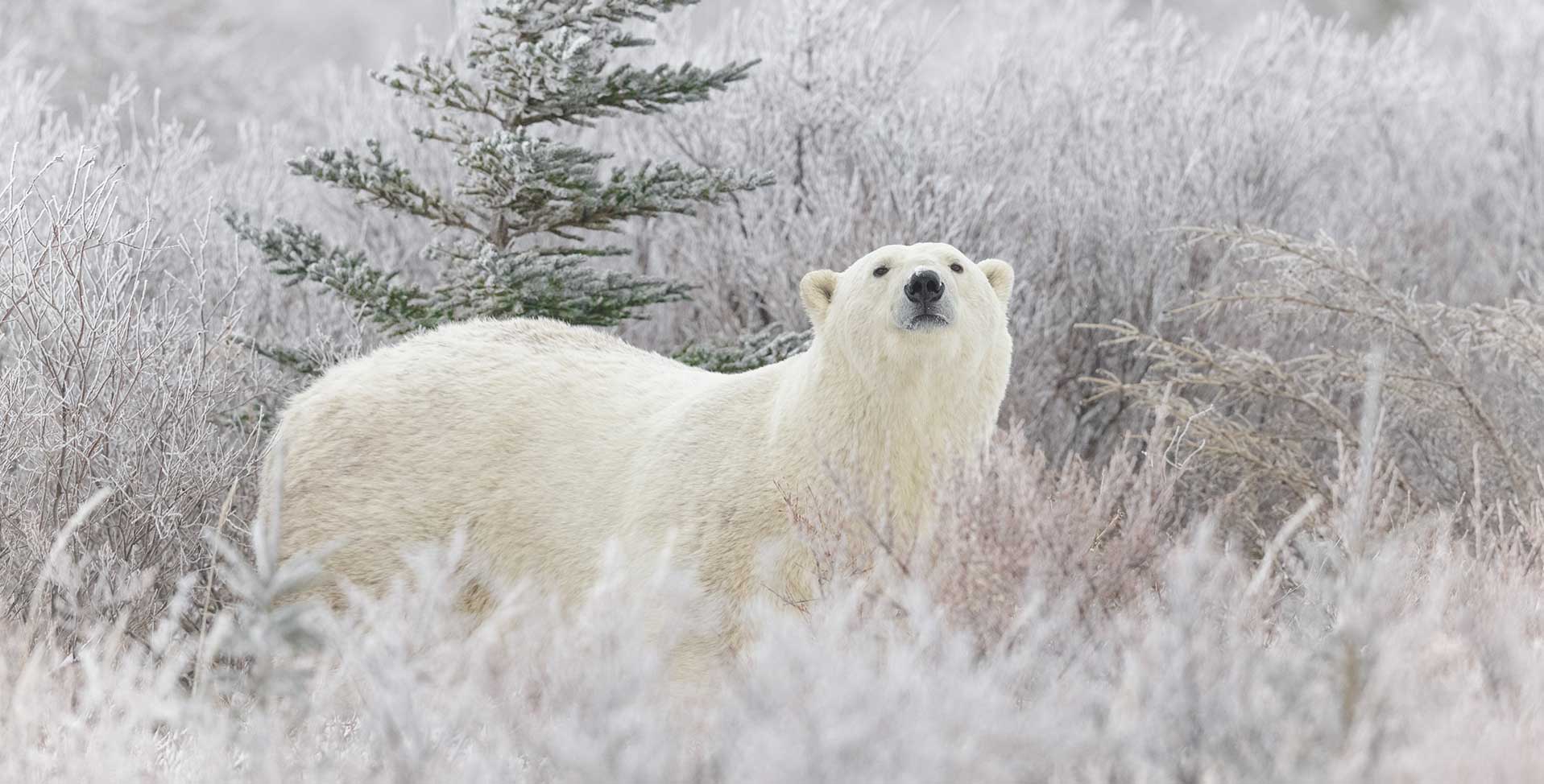 International Polar Bear Week 2026