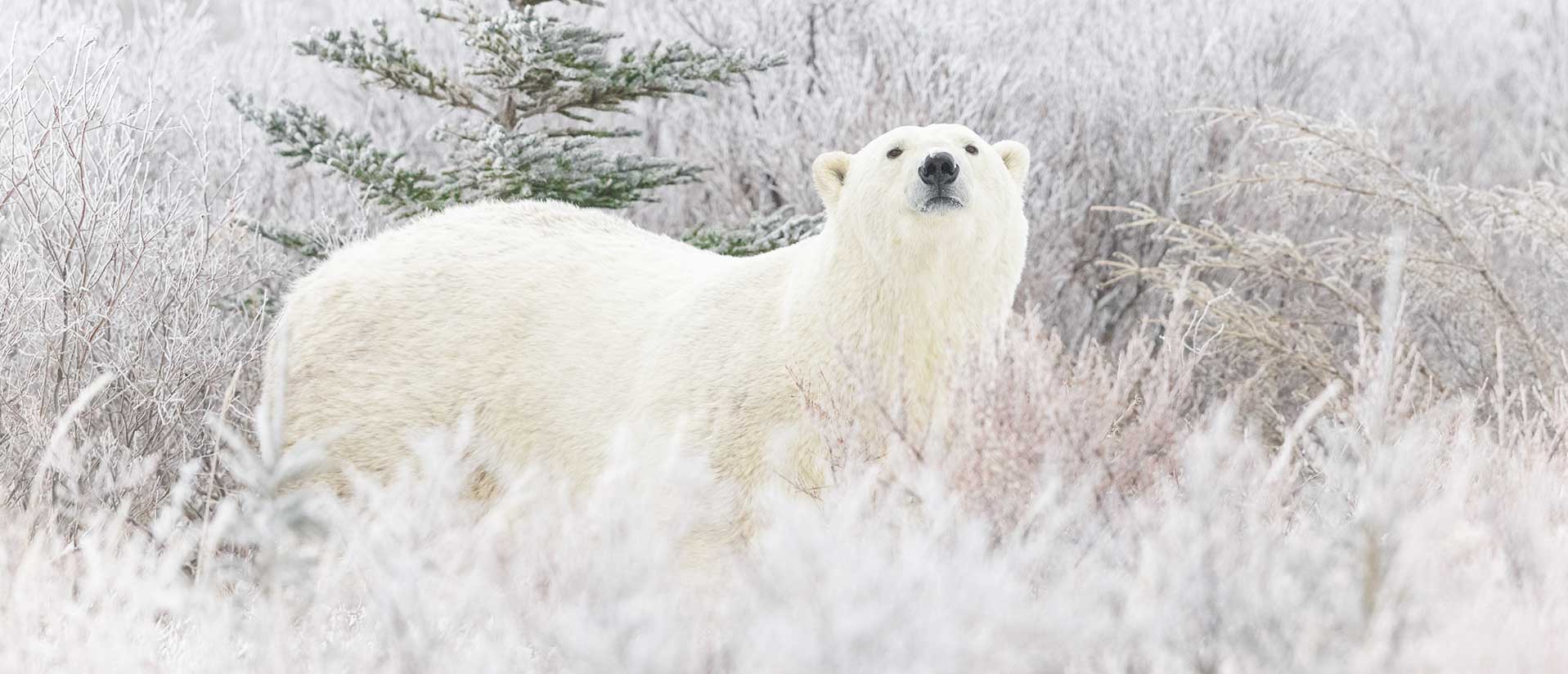 Churchill Wild Hits Milestone Mark on Tripadvisor, 500 5-Star Reviews for Polar Bear Tours