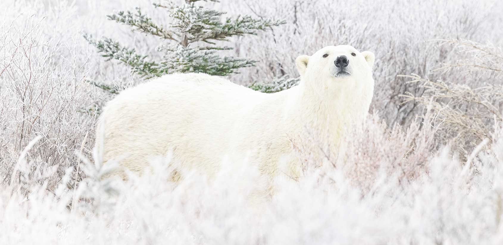 Polar bear in frosty willows. Nanuk Polar Bear Lodge. Charles Glatzer photo. Churchill Wild Polar Bear Tours and Wildlife Walking Safaris.