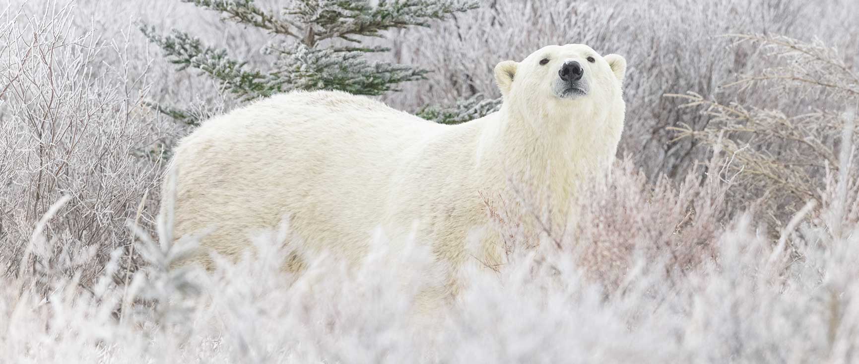 Elite Photographers Lead Late Fall Safaris for Polar Bears and Wolves