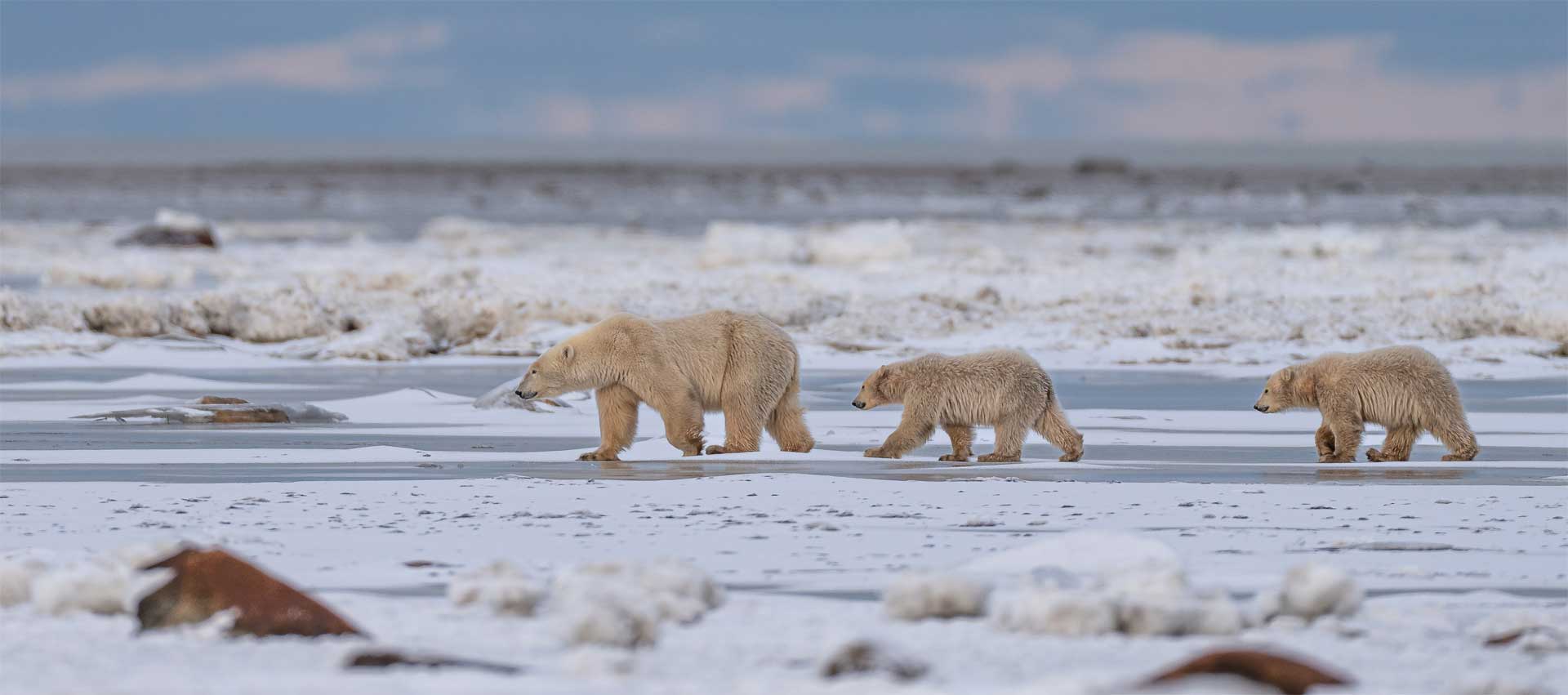 Churchill Polar Bear Season In Full Swing, Fall Walking Tours Begin