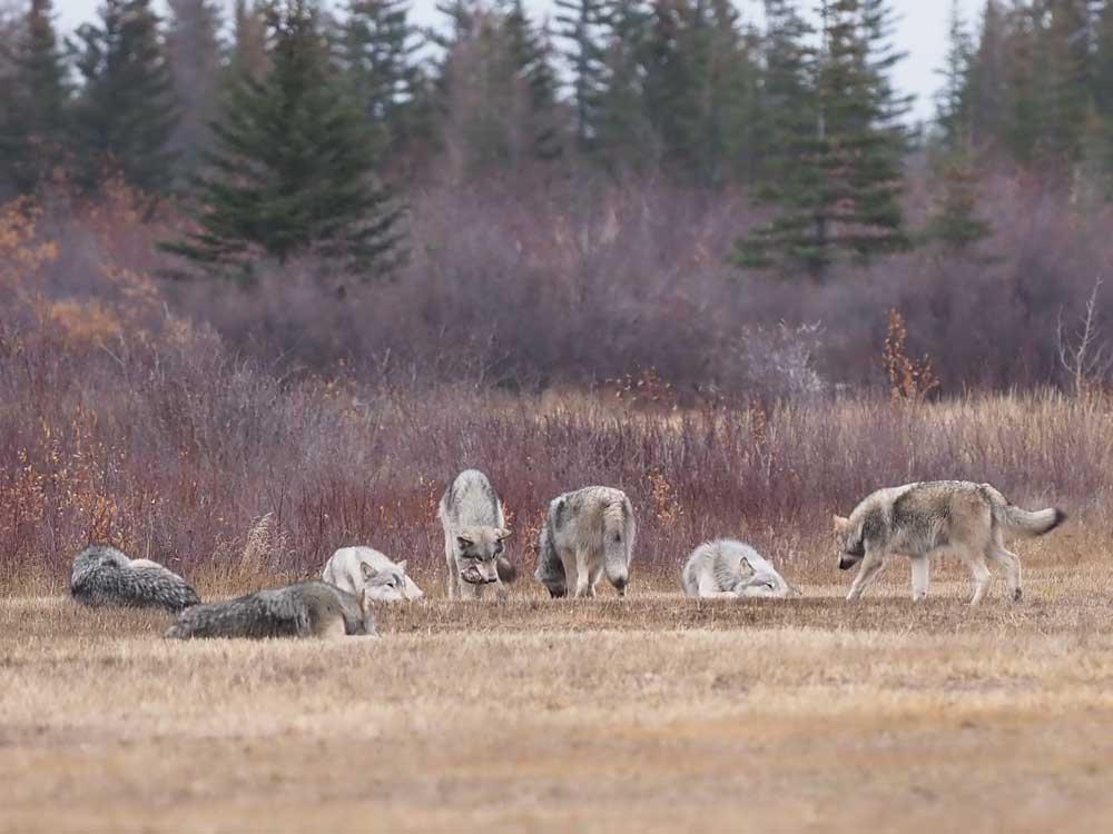The pack is back at Nanuk Polar Bear Lodge! Michael Gerhartz photo.