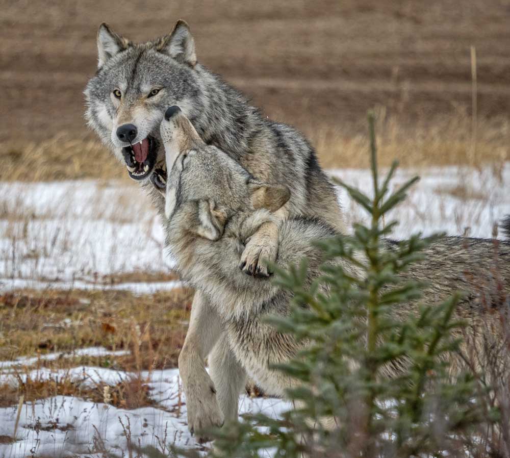 Wolves playing at Nanuk Polar Bear Lodge. Alex Kirsonis photo.