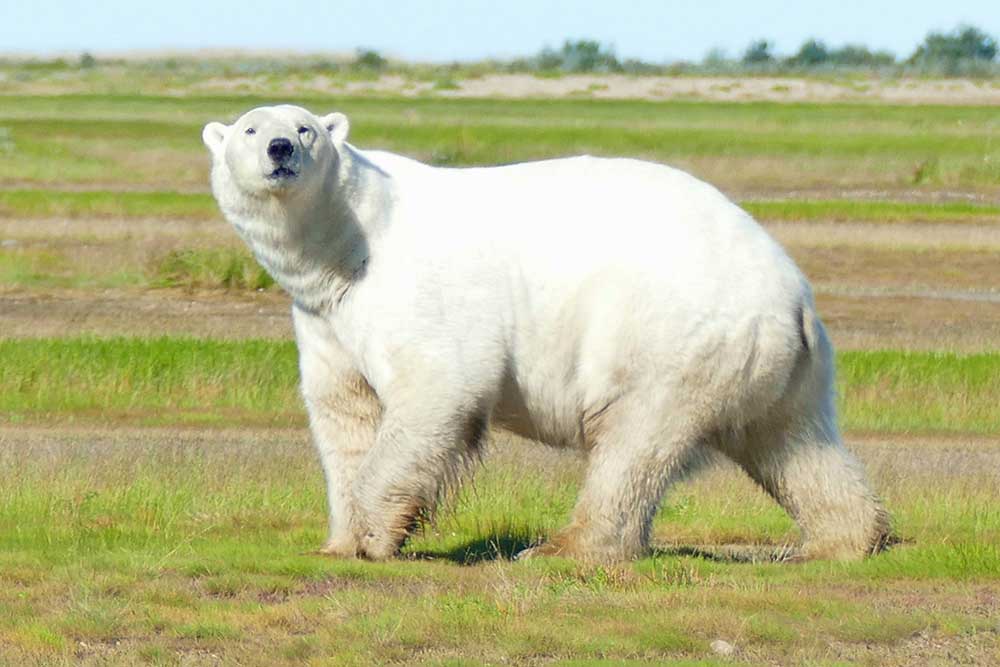 Big, healthy polar bear at Nanuk Polar Bear Lodge. Mary Nicolini photo.