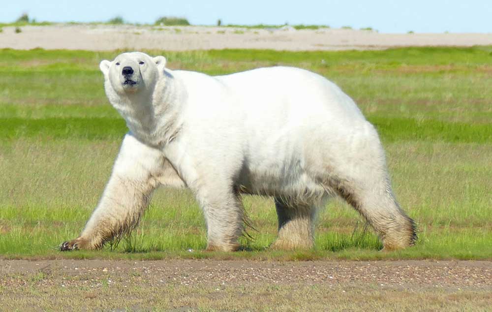 Massive polar bear checking out guests at Nanuk Polar Bear Lodge. Mary Nicolini photo.