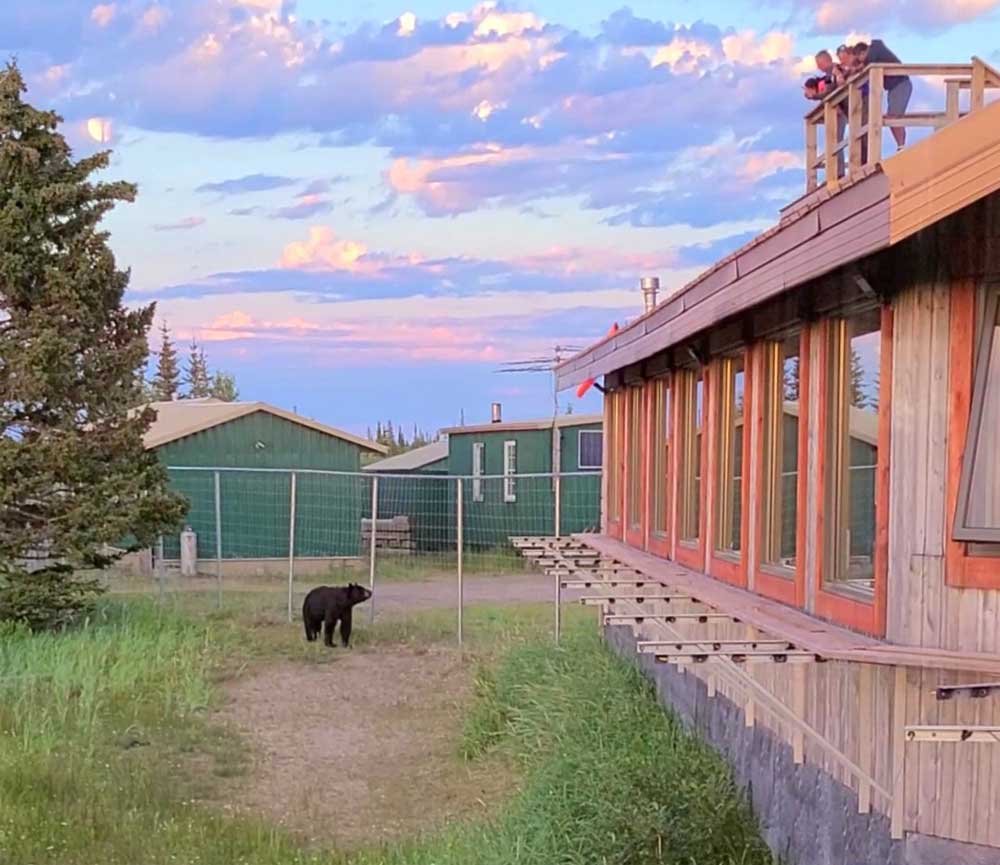 Guest viewing the black bear mascot at Nanuk Polar Bear Lodge from the viewing tower. Mary Nicolini photo.