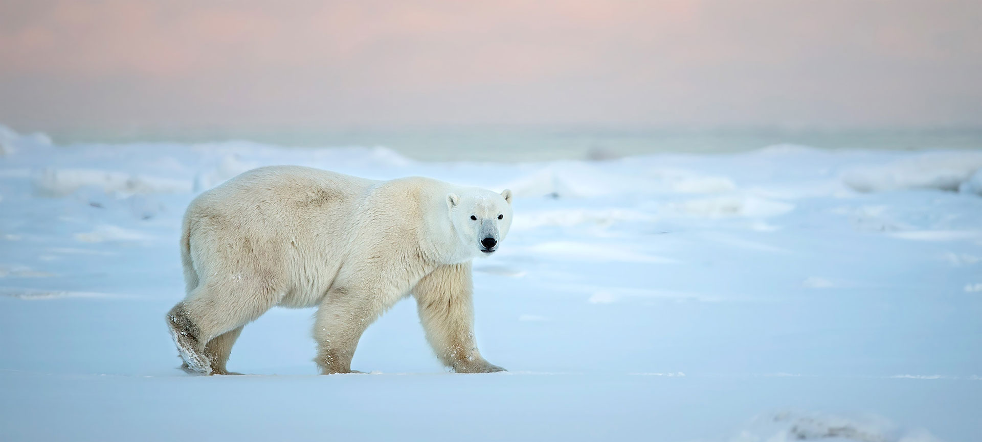 Walking with Polar Bears: Advocacy through Experience. Fall Polar Bear Photos.