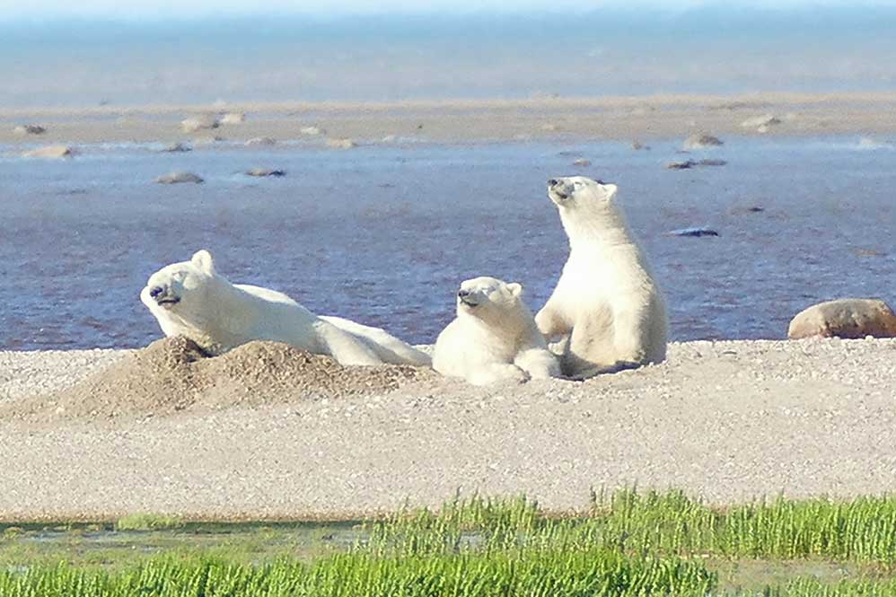 Polar bear mom and cubs enjoying the sunshine on the beach at Nanuk Polar Bear Lodge. Mary Nicolini photo.