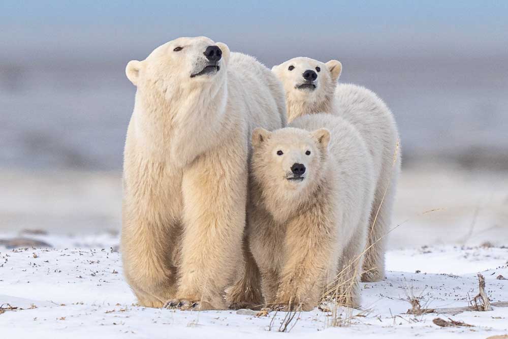 Polar bear family at Nanuk Polar Bear Lodge. Fabienne Jansen/ArcticWild.net photo.