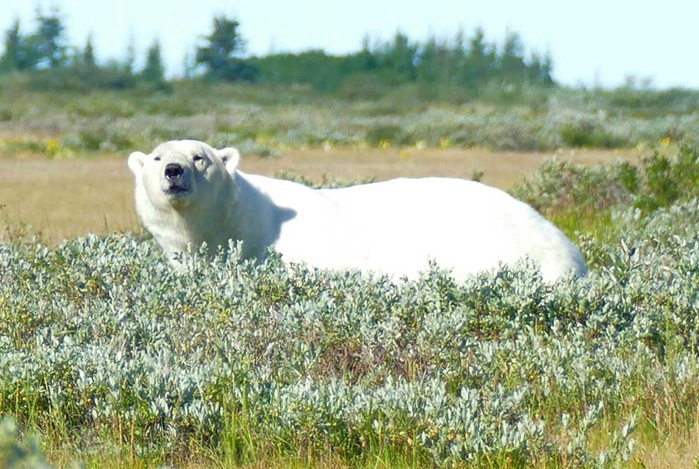 Polar bear in the willows. Nanuk Polar Bear Lodge. Mary Nicolini photo.