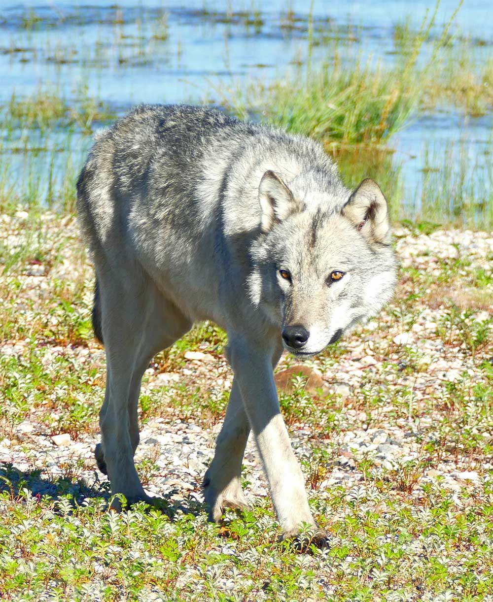 Wolf at Nanuk Polar Bear Lodge featured in Wildlife SOS newsletter. Mary Nicolini photo.