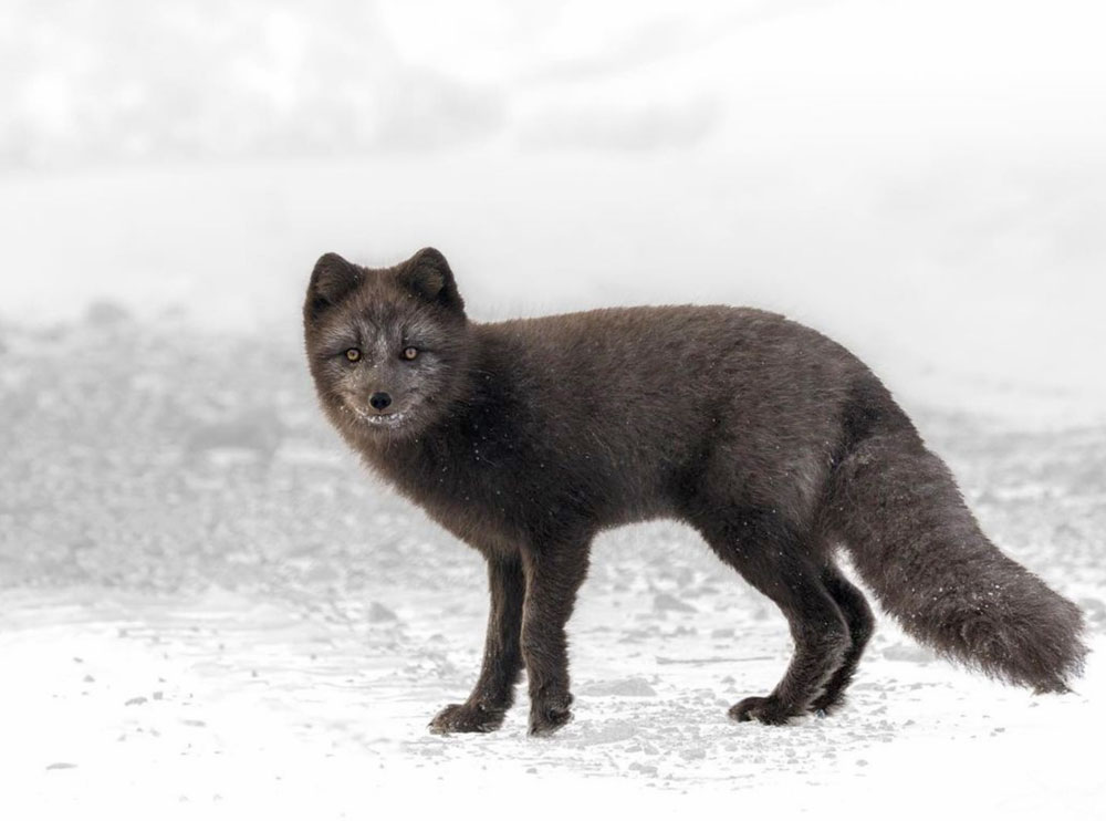 Blue Arctic fox at Seal River Heritage Lodge. Simon Ager photo.