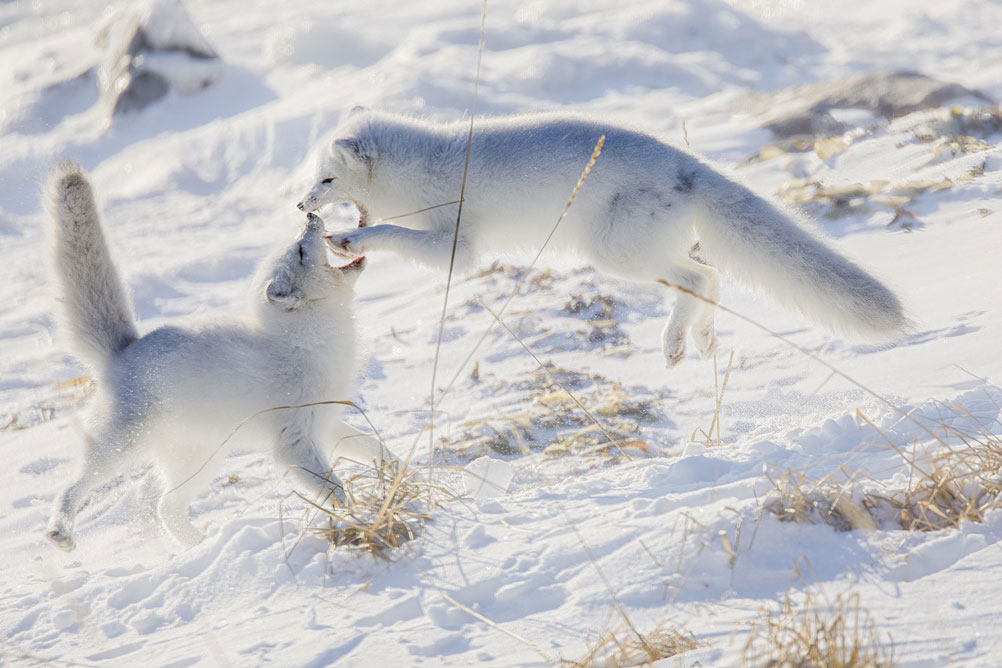 Arctic foxes playing at Seal River Heritage Lodge. Simon Ager photo.