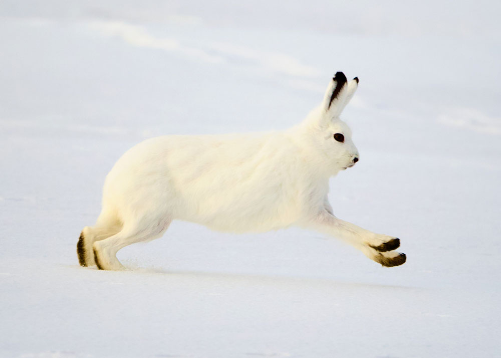 Arctic hare. Seal River Heritage Lodge.