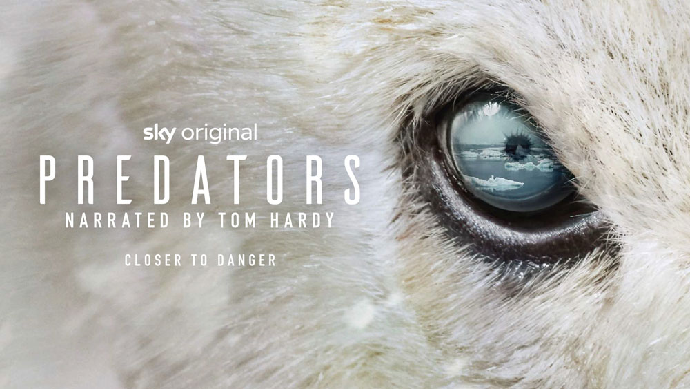 Sky Nature's new Predators series features the polar bears of Churchill Wild's Seal River Heritage Lodge.