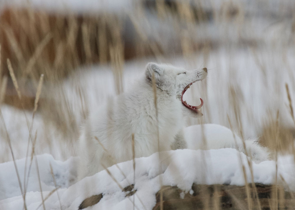 Arctic fox yawning. Seal River Heritage Lodge.