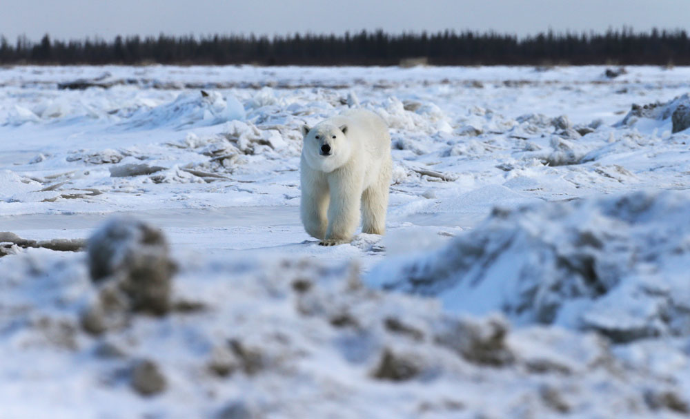 Polar bear walking through ice jams at Nanuk. Soren Hansen photo.
