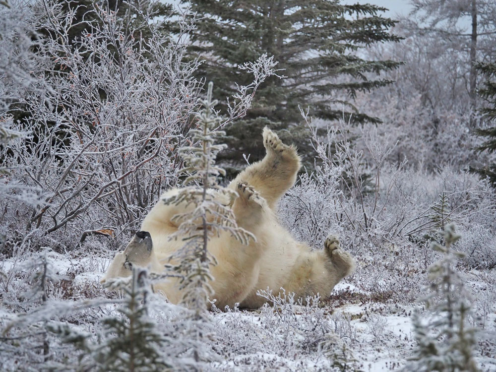 Polar exercise. Nanuk Polar Bear Lodge.