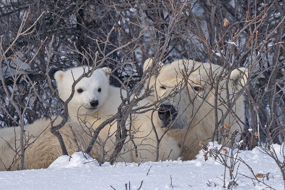 Cuteness in the willows. Nanuk Polar Bear Lodge. Fabienne Jansen photo.
