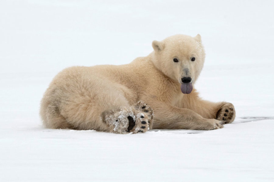 Snowy Emotions: A Christmas Wildlife Photo Album 2023 - Churchill Wild ...