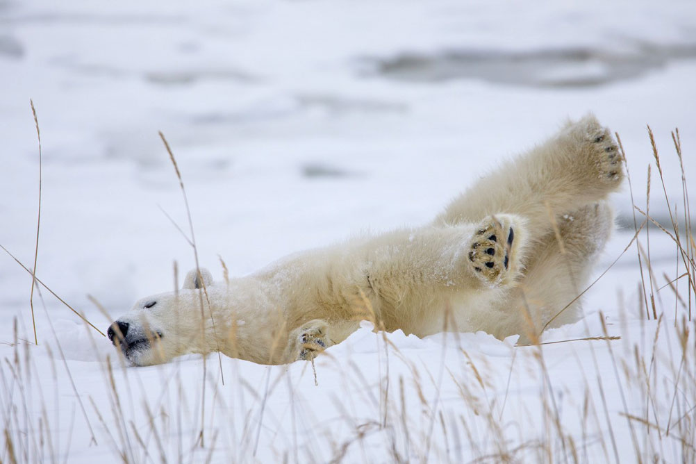 A young polar polar bear took up residence at Seal River Heritage Lodge. Simon Ager photo. 
