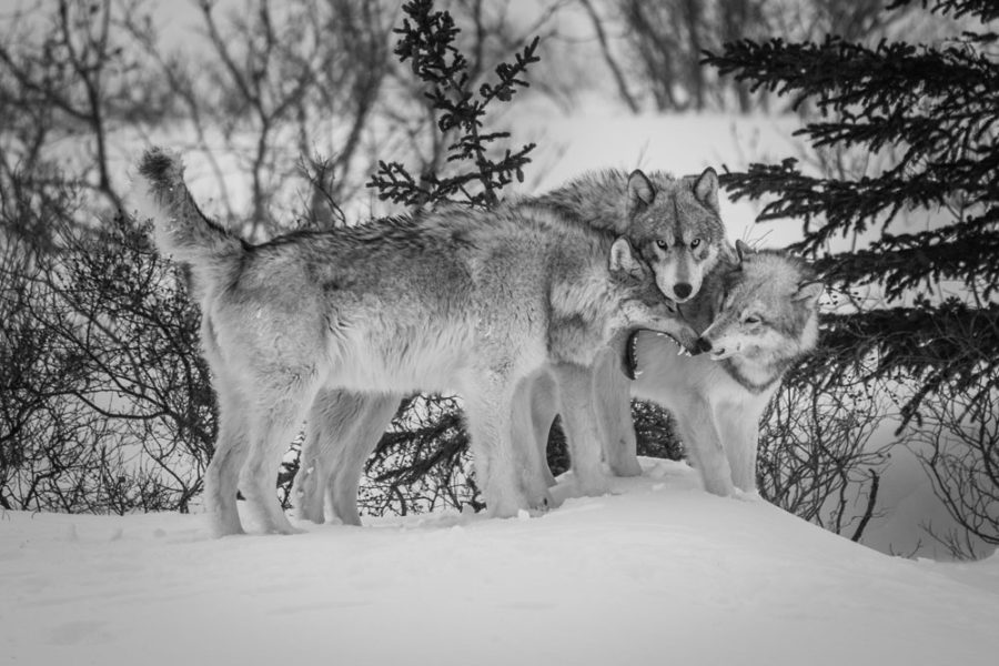 Snowy Emotions: A Christmas Wildlife Photo Album 2023 - Churchill Wild ...