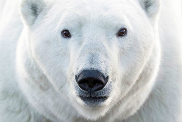 Polar Bear Photography Archives - Churchill Wild Polar Bear Tours
