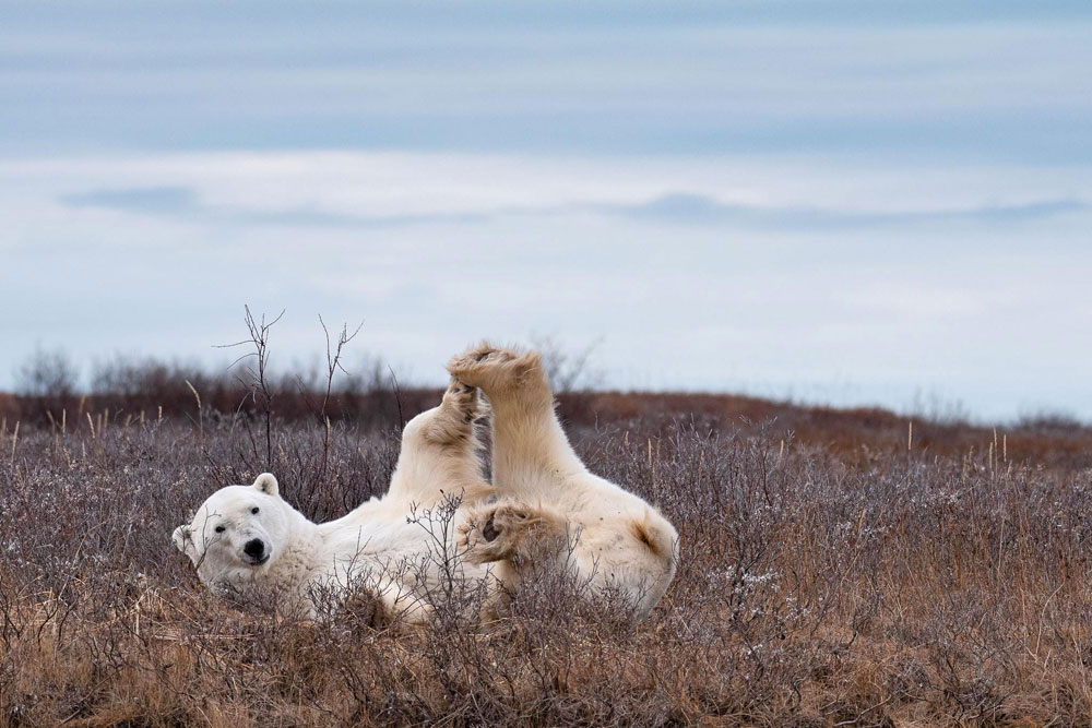 Polar bear yoga on the Fall Dual Lodge Safari. Marilena Smith photo.