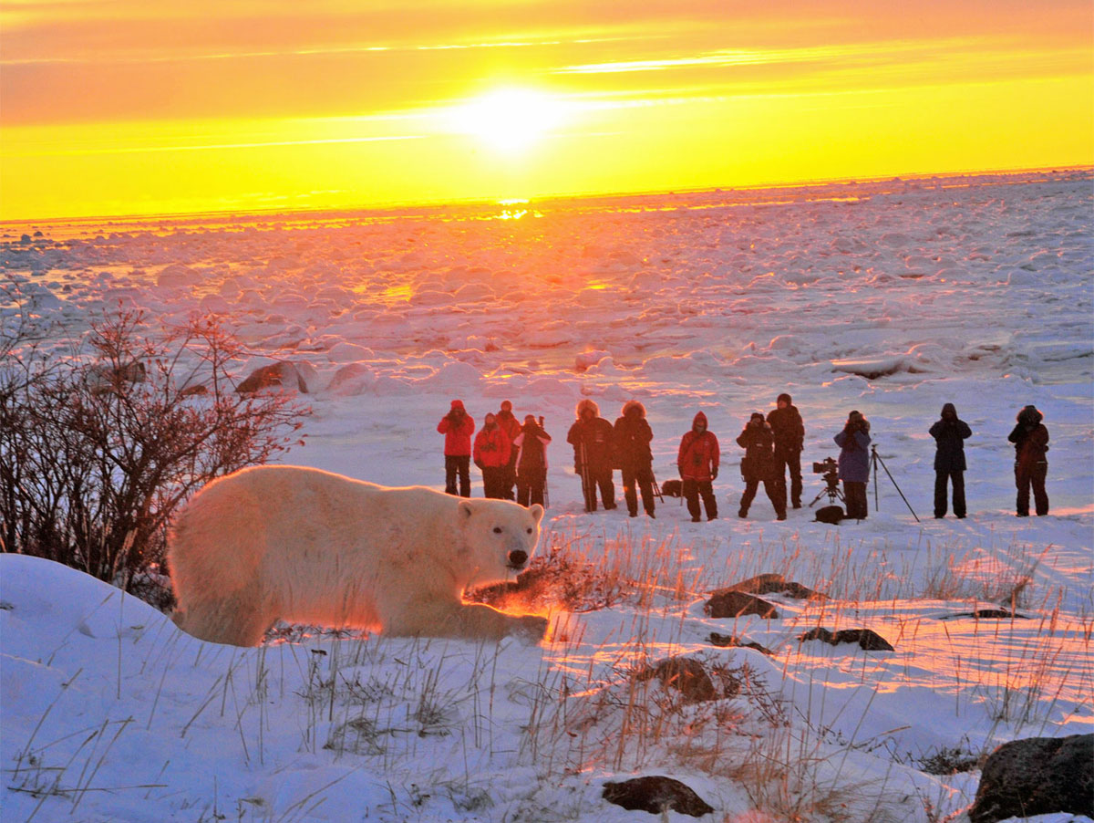 Churchill Wild | Polar Bear Tours | 1 (866) UGO-WILD