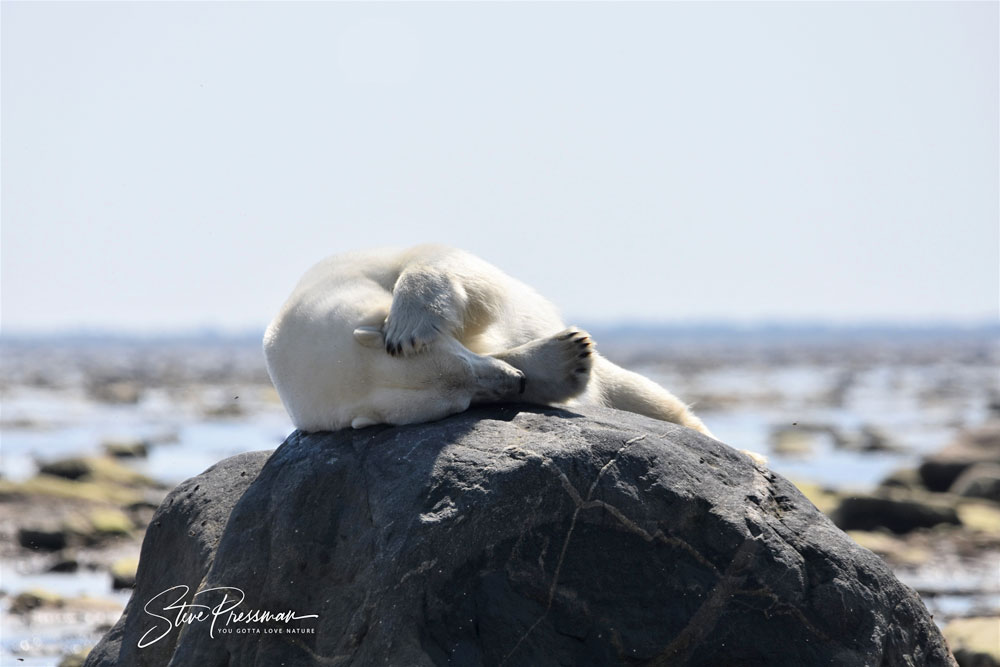 The Rock and the Polar Bear. (Steve Pressman / YouGottaLoveNature.com photo)