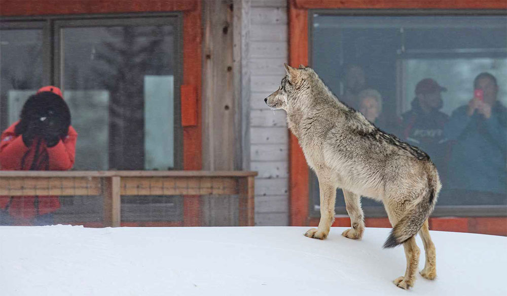Wolf at the window. Nanuk Polar Bear Lodge. ArcticWild.net photo.