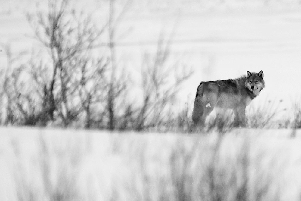Lone wolf at Nanuk. (Steve Pressman / YouGottaLoveNature.com photo)