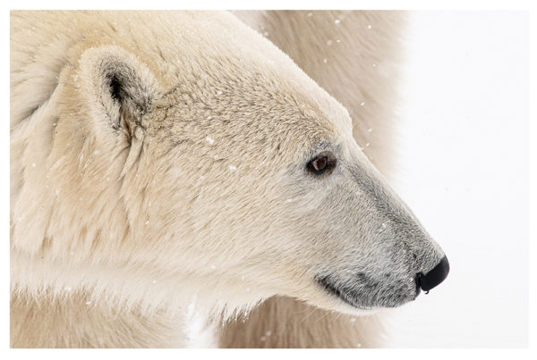 1st Place - Polar Bear - Stephen Mount - Churchill Wild 2022 Guest Photo Contest - Great Ice Bear - Dymond Lake Ecolodge