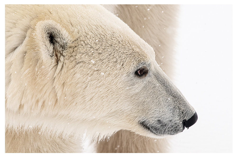 1st Place - Polar Bear - 2022 - Stephen Mount - Churchill Wild 2022 Guest Photo Contest - Great Ice Bear - Dymond Lake Ecolodge