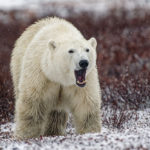 3rd Place - Polar Bear - Adam Wang - Churchill Wild 2022 Guest Photo Contest - Fall Dual Lodge Safari - Seal River Heritage Lodge - Nanuk Polar Bear Lodge
